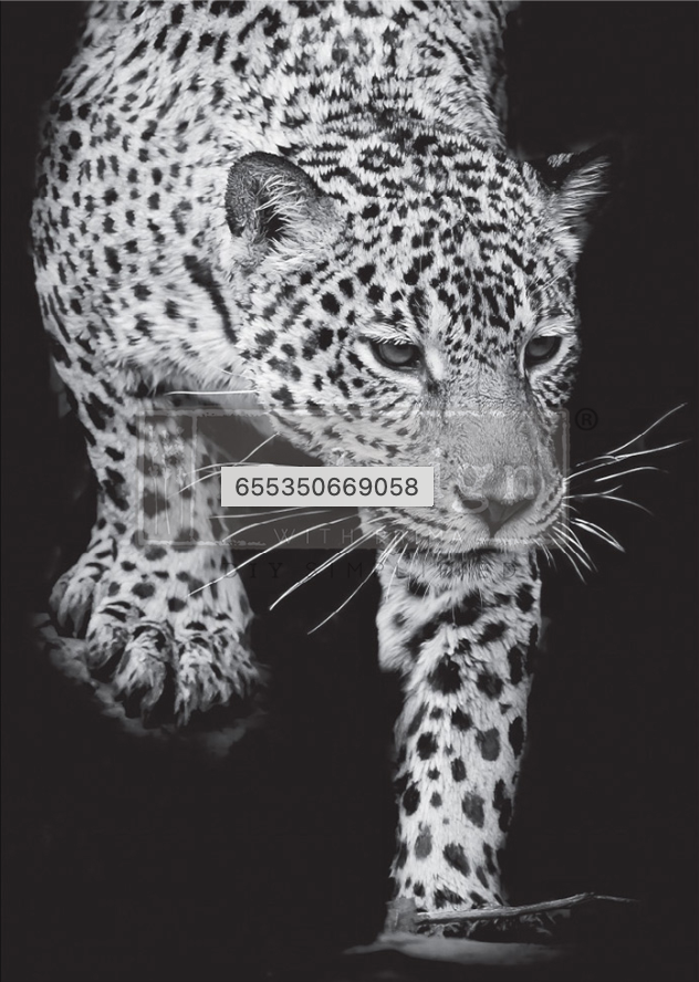 A1 Decoupage kuitupaperi Feline Gaze - 60 x 85 cm